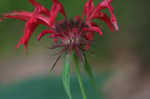 Scarlet beebalm